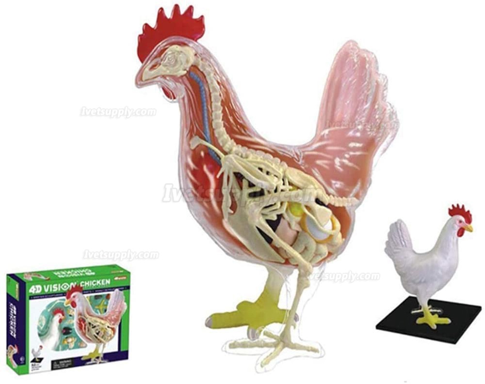 Chicken Skeleton & Anatomy Model Kit Detachable 32 Parts Animal Biology
